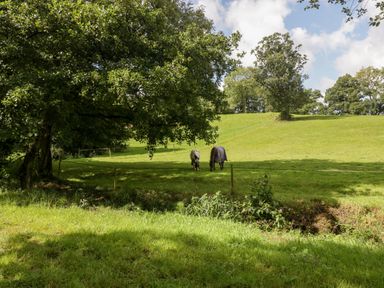 A green grassy field with two horses grazing under large trees at Bluebell in Sticklinch West Pennard Glastonbury