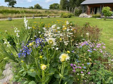 A flower garden with white yellow and purple flowers near a wooden house in a grassy yard at Bluebell in Sticklinch West Pennard Glastonbury