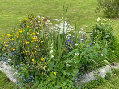 A garden bed with various flowers including white gladiolus yellow daisies and blue forget me nots with grass surrounding at Bluebell in Sticklinch West Pennard Glastonbury