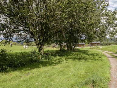 A grassy path leading past trees to wooden cabins with horses grazing in a fenced field at Primrose in Sticklinch West Pennard Glastonbury
