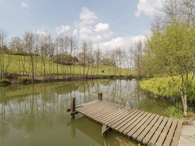 A wooden dock extending over a pond with trees and a horse in the background at Primrose in Sticklinch West Pennard Glastonbury
