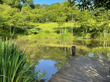 A wooden dock extending into a pond with plants and trees around at Primrose in Sticklinch West Pennard Glastonbury
