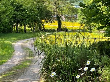 A country lane with white daisies and tall grass by the side and a field with yellow flowers in the background at Primrose in Sticklinch West Pennard Glastonbury