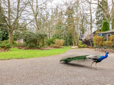 A peacock walking on a paved path near grass shrubs trees and wooden buildings at Woodpeckers in Willand
