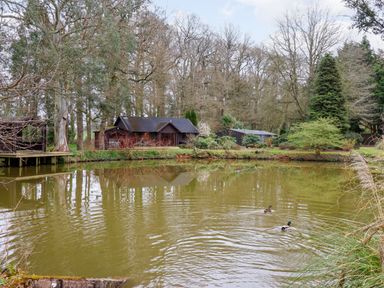 A pond with two ducks and trees surrounding cabins at Woodpeckers in Willand