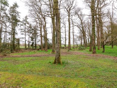 A wooded area with tall trees and green grass at Woodpeckers in Willand