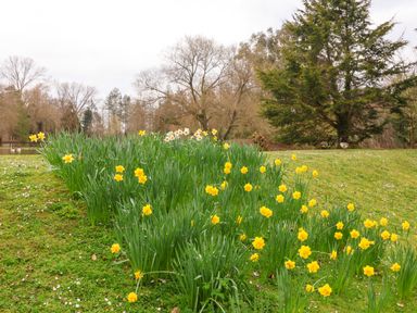 A garden with yellow and white daffodils on a grassy hill by a pond with trees and ducks in the background at Woodpeckers in Willand