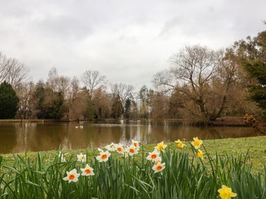 A lake with trees around and daffodils in the foreground at Woodpeckers in Willand