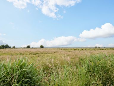 A landscape with grass and trees under a blue sky at Breydon Cottage in Bradwell near Gorleston-On-Sea