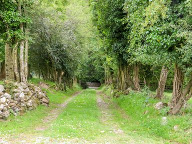A grassy path lined with trees and stone walls on both sides at The Old White Cottage in Shillelagh County Wicklow