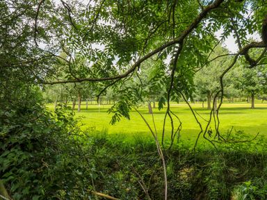 A view of a grassy field with scattered trees framed by tree branches and bushes at Dorado Lodge in Thorpe-on-the-Hill