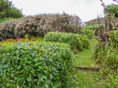 A garden path with green bushes and flowering plants at The Mermaid in Dungloe County Donegal