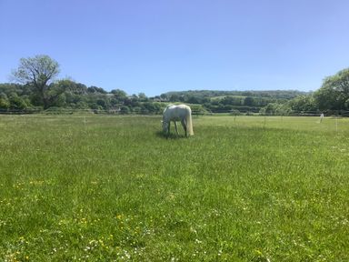 A white horse grazing in a fenced grassy field with trees and hills in the background at Mendip Cottage in Shipham
