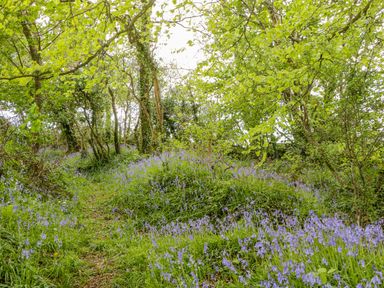 A woodland path surrounded by trees and bluebell flowers at Orchard Loft in Brownston near Modbury