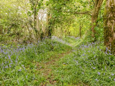 A forest path lined with bluebell flowers and trees at Orchard Loft in Brownston near Modbury