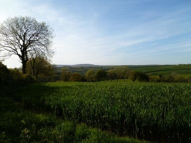 A field with green crops and trees under a clear sky in the countryside at Orchard Loft in Brownston near Modbury