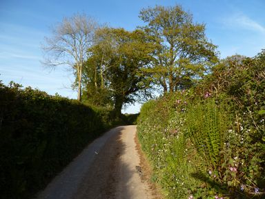 A dirt road lined with dense hedges and trees under a blue sky at Orchard Loft in Brownston near Modbury