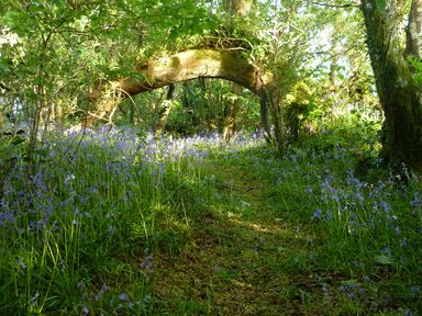 A woodland path with bluebells and a fallen tree at Orchard Loft in Brownston near Modbury