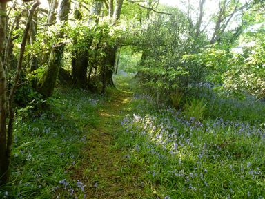 A forest path surrounded by trees and blue flowers at Orchard Loft in Brownston near Modbury