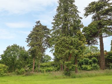 A grassy lawn with several tall trees and bushes under a partly cloudy sky at The Old Laundry in North Tawton