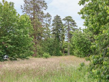 A field with tall grass surrounded by trees at The Old Laundry in North Tawton
