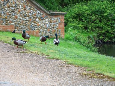 A group of ducks walking on grass near a pebble path and a stone wall by a river at Far Barn in Fakenham