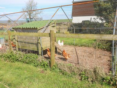 A chicken coop with chickens and a fenced yard at Mountain View Lodge in Tavernspite near Narberth