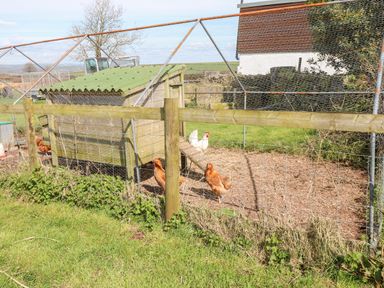 An outdoor chicken coop with a green roof and chickens inside at Dairy Cottage Tavernspite near Narberth