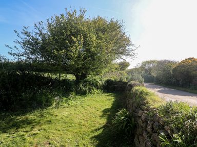 A tree beside a stone wall and a road at Kernyk in Penzance