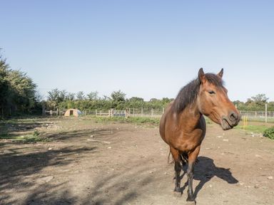 A brown horse standing in a fenced dirt paddock with a shelter and trees in the background at The Barn in Draycot Cerne near Malmesbury