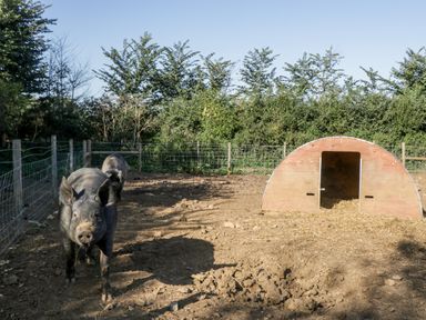 A fenced outdoor area with two pigs and a wooden pig shelter at The Barn in Draycot Cerne near Malmesbury