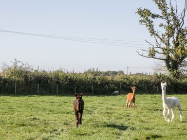 A field with three alpacas of different colors and a grazing sheep near a tree at The Barn in Draycot Cerne near Malmesbury