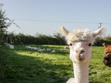 A white alpaca with a brown alpaca partially visible behind in a grassy field with sheep in the background