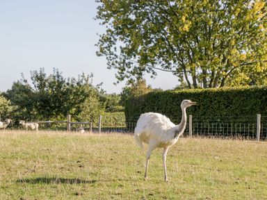 A white bird standing on grassy field with trees and goats in the background at The Barn in Draycot Cerne near Malmesbury