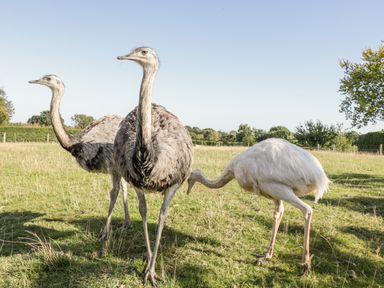 Three ostriches standing on grass in a field with trees and a fence in the background at The Barn in Draycot Cerne near Malmesbury