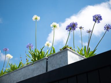 A metal planter with white and purple flowers against a blue sky with clouds at Blue Bay Beach House in Mawgan Porth