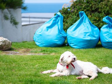 A white dog with a red bandana lying on grass in front of three blue bean bags with greenery and ocean in the background at Blue Bay Beach House in Mawgan Porth