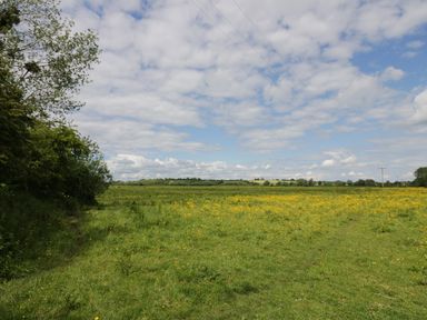 A field with yellow flowers and grass under a partly cloudy sky with trees on the left side in the countryside