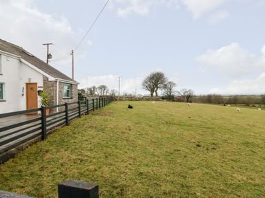 A grassy field with sheep beside a white cottage with stone walls and a black fence at Buarthau Cottage in Llanrug