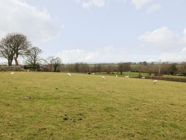A grassy field with sheep grazing and trees in the background at Buarthau Cottage in Llanrug