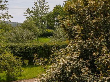 A garden view with green grass trees and bushes at Chapel Pod in Callington