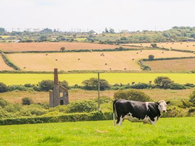 A field with a cow and hay bales in the background at The Old Cows House in Helston