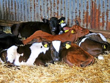 Calves lying on straw inside a barn with corrugated metal walls at Foel Stable Cottage in Brynsiencyn