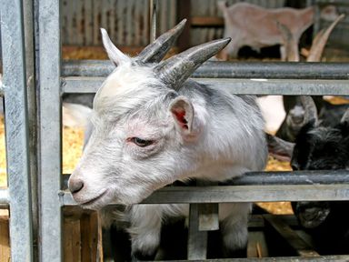 A white goat with horns looking through metal bars inside a barn at Foel Stable Cottage in Brynsiencyn