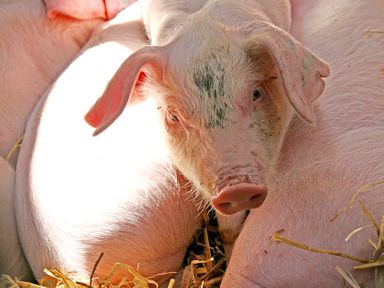 A close up of piglets lying on straw bedding