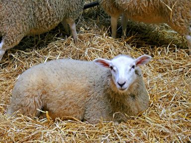 A lamb lying on straw with other sheep standing on straw at Foel Stable Cottage in Brynsiencyn
