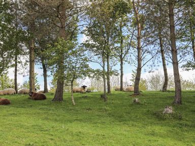 Sheep lying on grass among trees in a field at Bryn Eira Stables in Llanfair PG