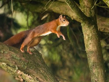 A squirrel on a tree branch about to jump in a forest at Tan Twr - Chellow Cottage in Dwyran