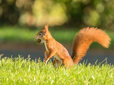 A squirrel holding a nut in its mouth on grass with blurred green background at Tan Twr - Chellow Cottage in Dwyran