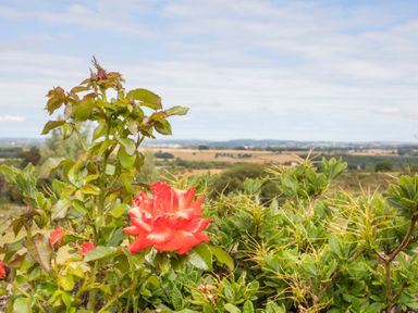 A red rose and green plants with a rural landscape in the background at Frondeg in Rhiwlas
